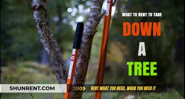 Essential Tree Removal Tools: What to Rent for Safe and Efficient Felling