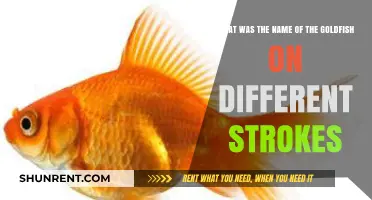 Different Strokes' Goldfish: Uncovering the Name of Arnold's Pet