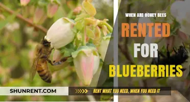 Renting Honey Bees for Blueberries: A Guide to Pollination Services