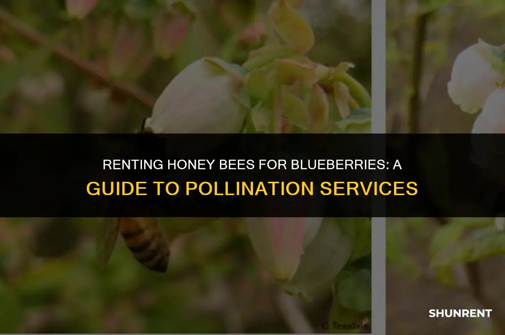 when are honey bees rented for blueberries