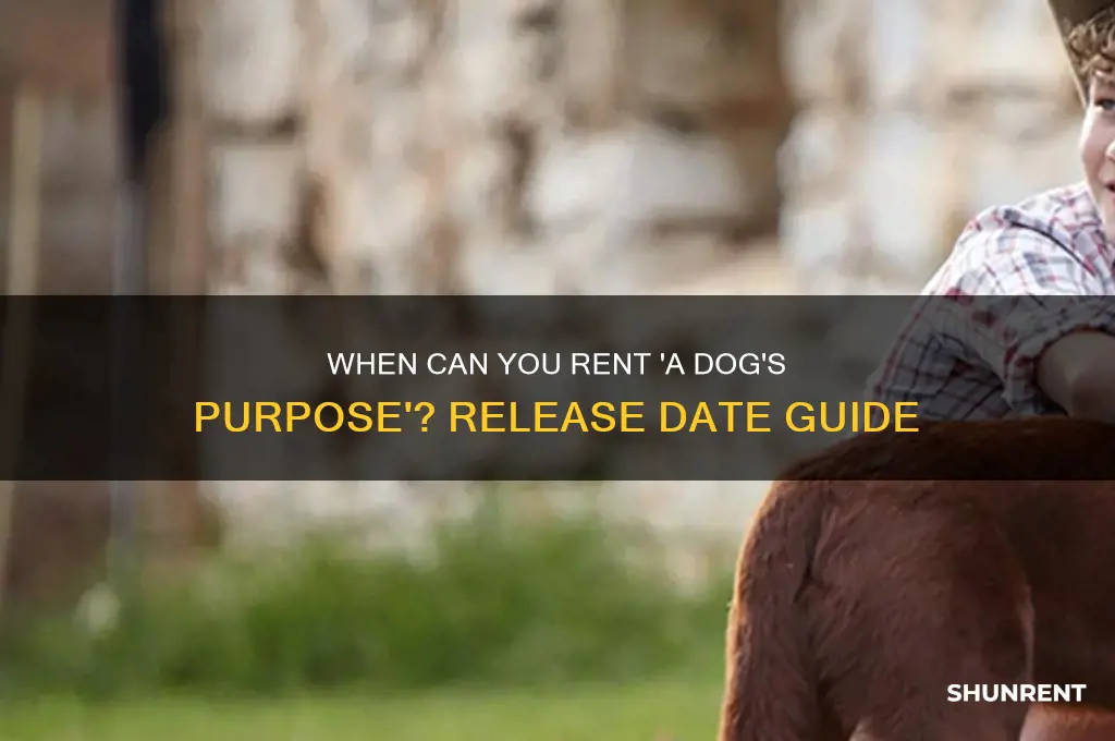 when does a dog