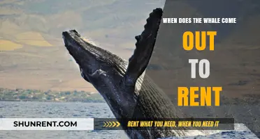 When Do Whales Appear for Rent: A Seasonal Guide