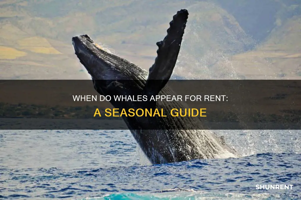 when does the whale come out to rent
