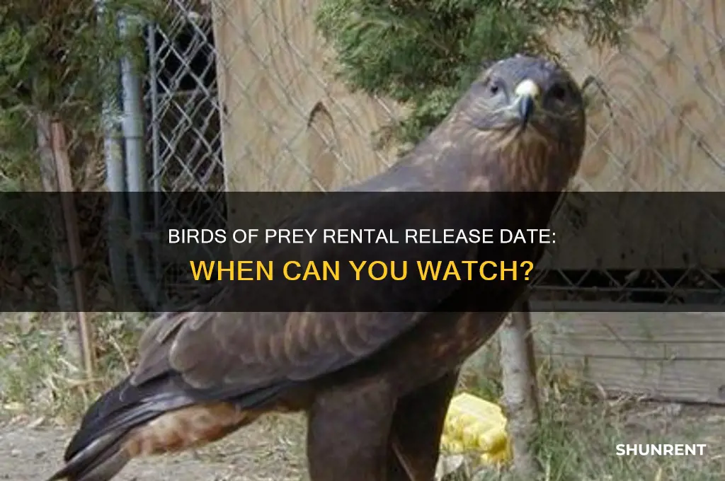 when is birds of prey available to rent
