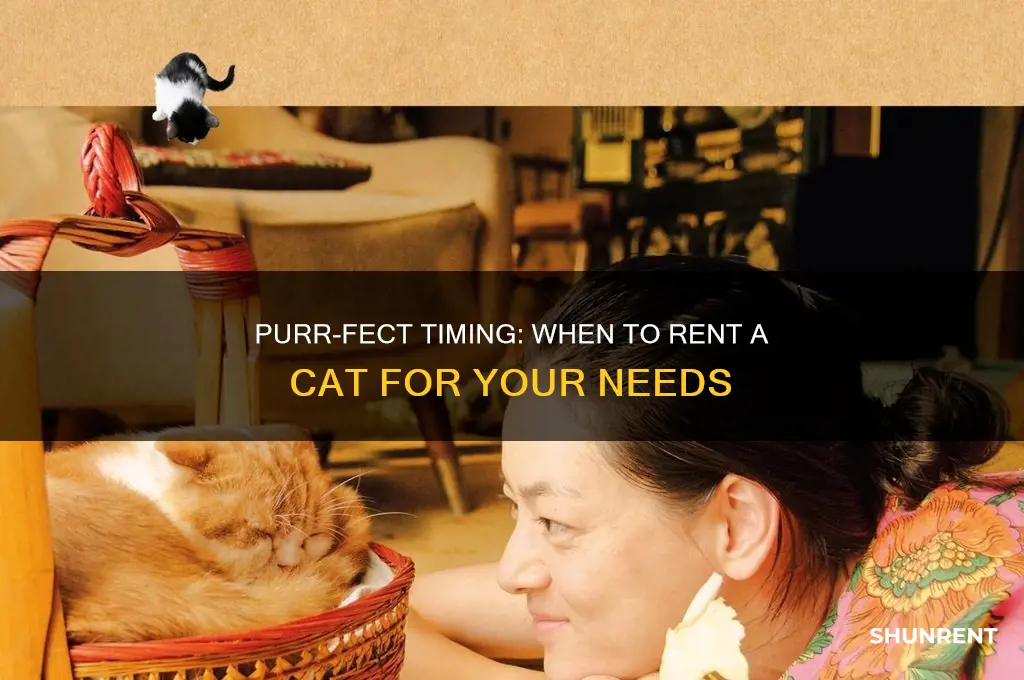 when is the best time to rent a cat