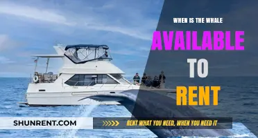 Dive into Adventure: Whale Watching Rentals Now Available!