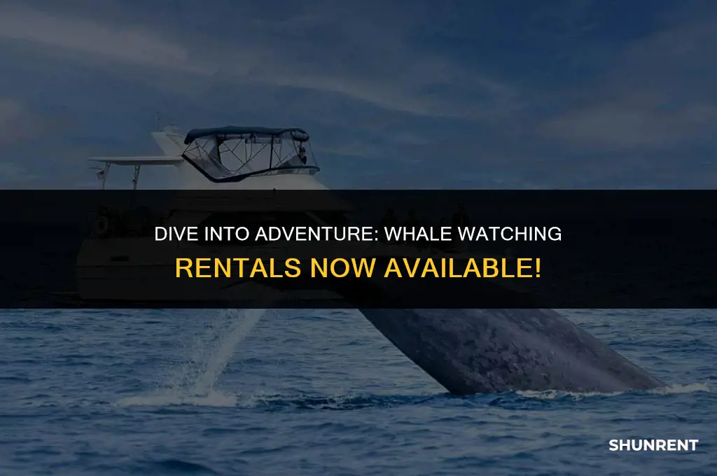 when is the whale available to rent