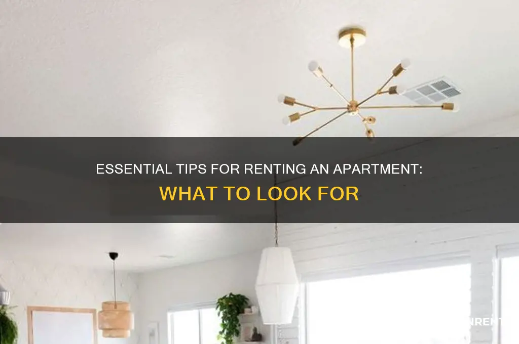 when renting an apt what to look for