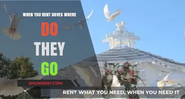 Where Do Rented Doves Go After Your Event? Unveiling the Journey
