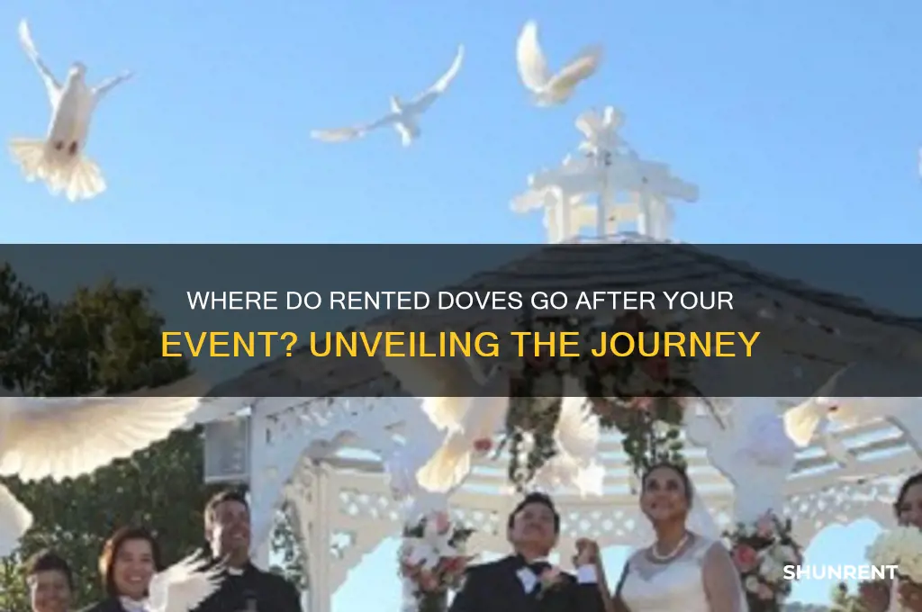 when you rent doves where do they go