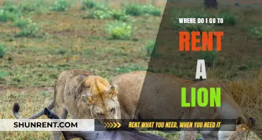 Renting a Lion: Where to Find Exotic Animal Experiences