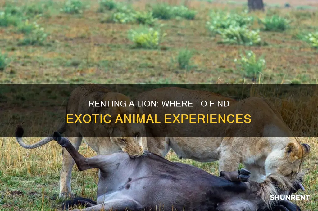 where do i go to rent a lion