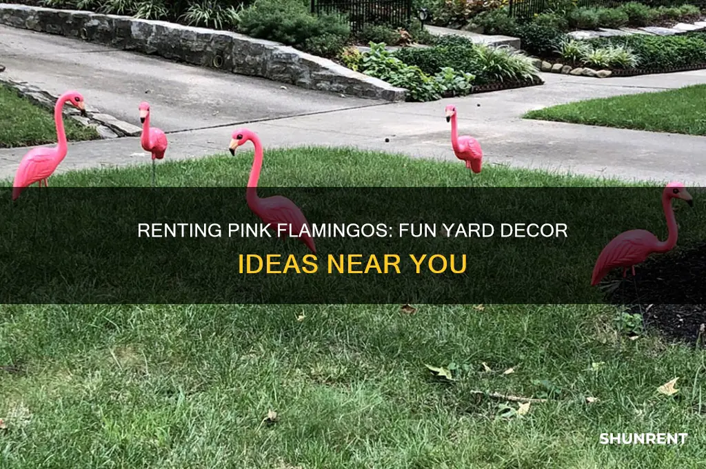 where do you rent pink flamingos in your yard