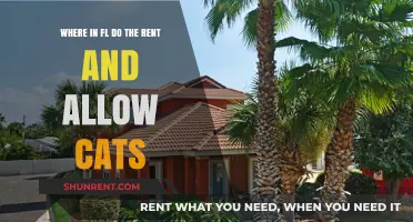 Florida's Cat-Friendly Rentals: Top Cities for Pet Lovers to Lease