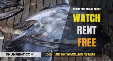 Where Pigeons Go to Die: Watch and Rent Free Online