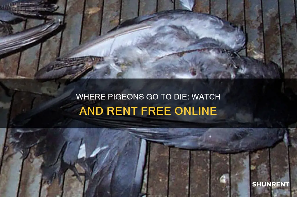 where pigeons go to die watch rent free