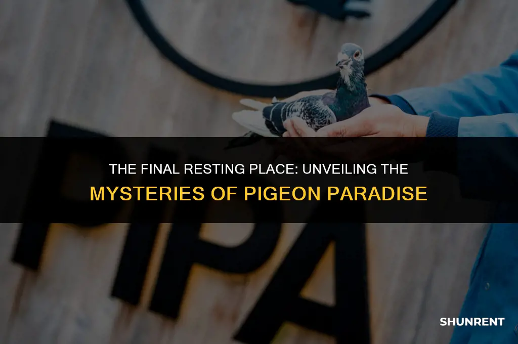 where pigeons go to die watch rent