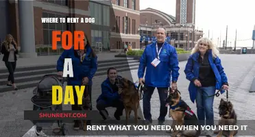 Rent a Dog for a Day: Top Spots to Find Your Temporary Furry Friend
