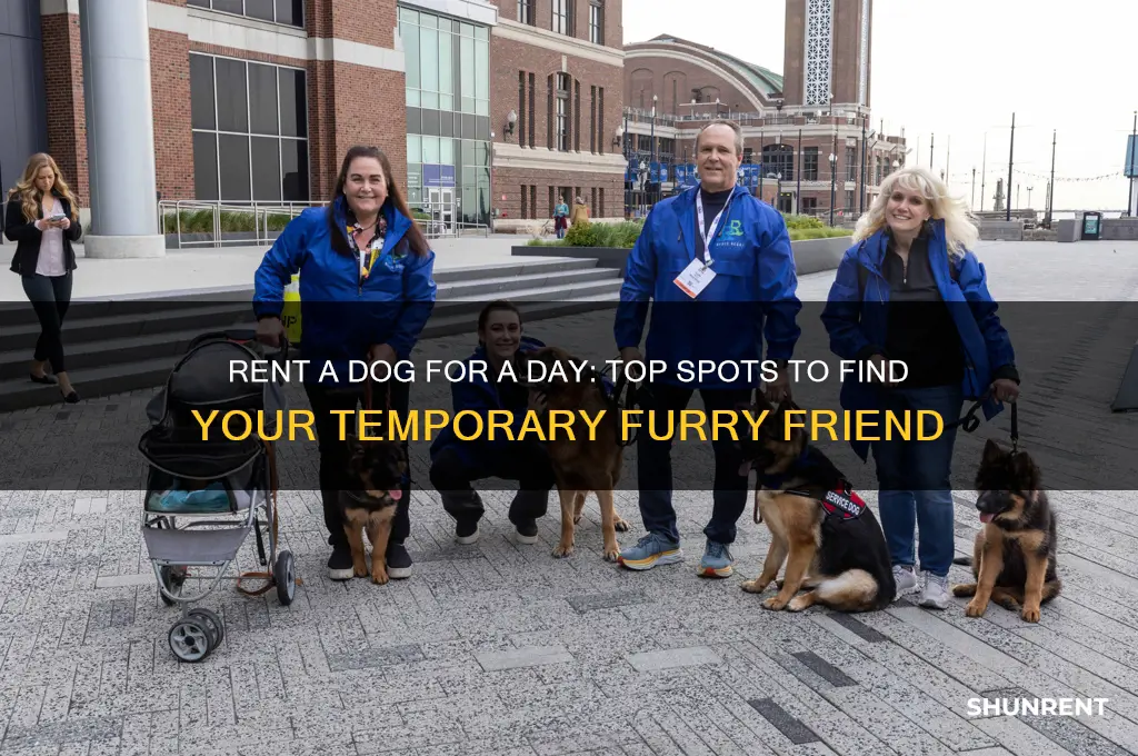 where to rent a dog for a day