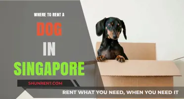Where to Rent a Dog in Singapore: A Comprehensive Guide