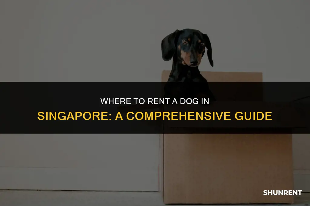 where to rent a dog in singapore