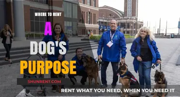 Exploring Options: Where to Rent a Dog's Purpose