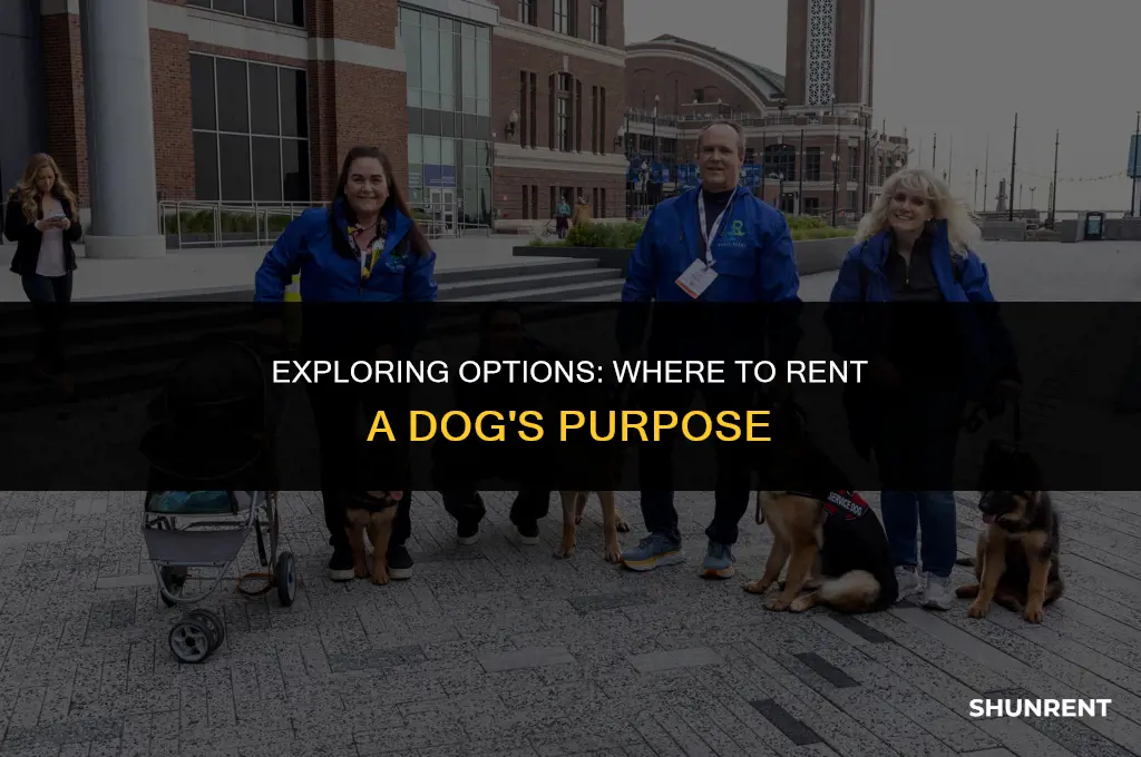 where to rent a dog