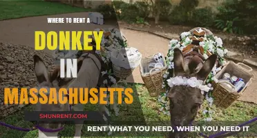 Exploring Massachusetts: Your Guide to Donkey Rentals