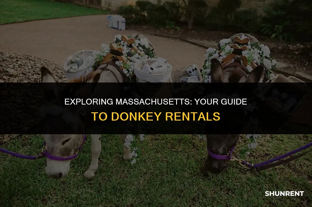 where to rent a donkey in massachusetts