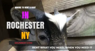 Goat Rentals in Rochester, NY: Your Ultimate Guide to Local Options