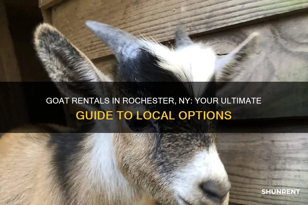 where to rent a goat in rochester ny