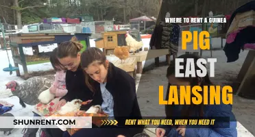Rent Guinea Pigs in East Lansing: Top Local Options