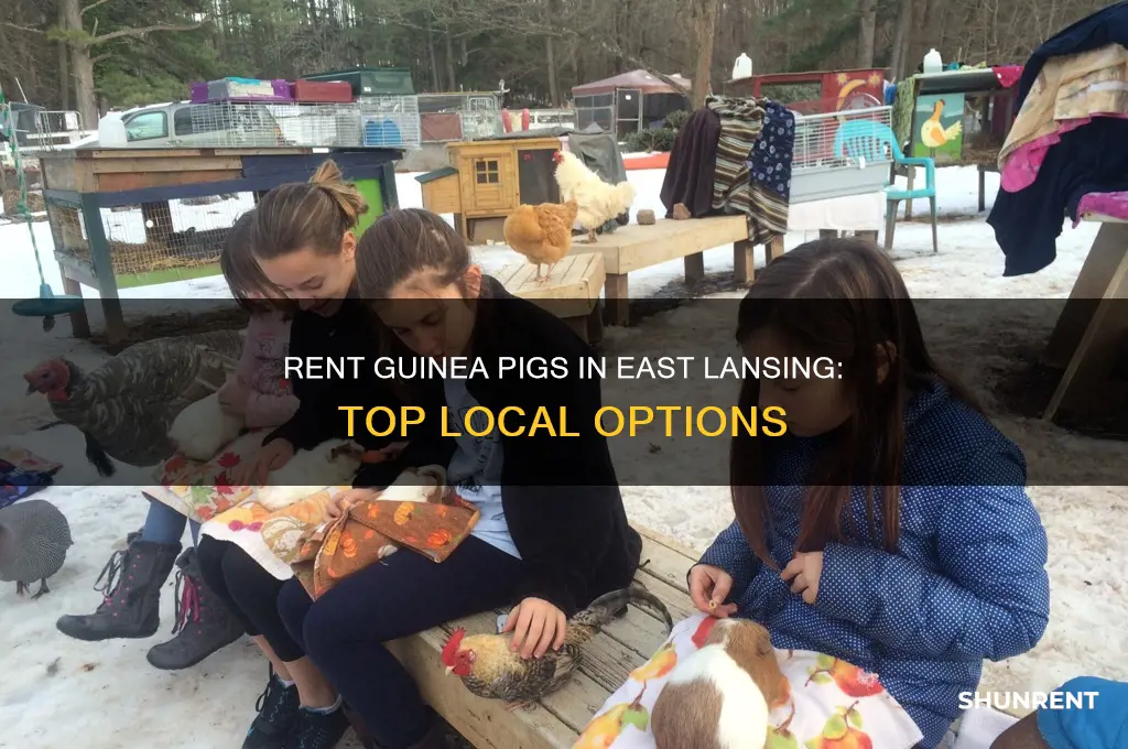 where to rent a guinea pig east lansing