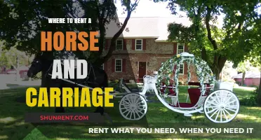 Enchanting Rides: Discover the Best Horse and Carriage Rentals Near You