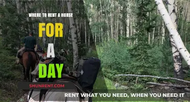 Discover Top Horse Rental Spots for a Perfect Day Ride