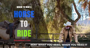 Explore Scenic Trails: Your Guide to Horse Rentals Nearby