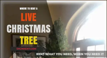 Where to Rent a Live Christmas Tree: A Sustainable Holiday Guide