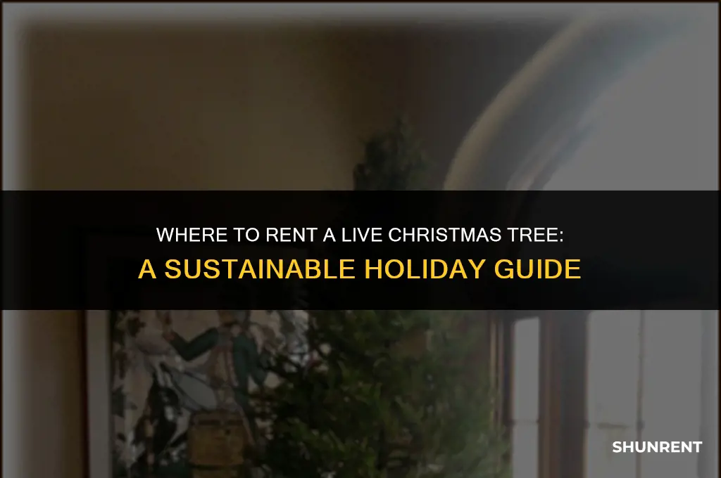 where to rent a live christmas tree