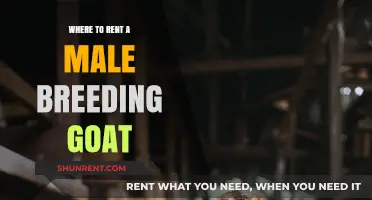 Where to Rent a Male Breeding Goat: A Comprehensive Guide