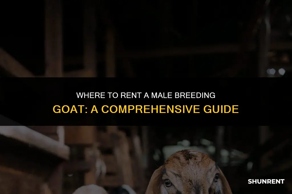 where to rent a male breeding goat