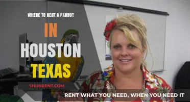 Houston Parrot Rentals: Top Spots to Rent a Feathered Friend