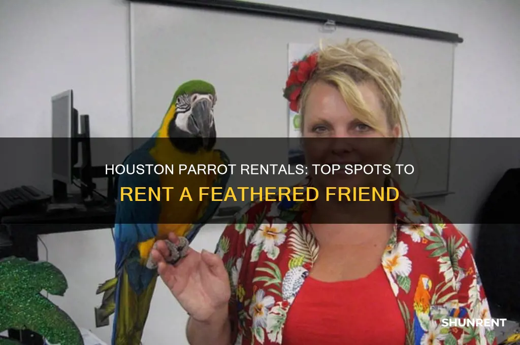 where to rent a parrot in houston texas