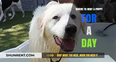 Rent a Puppy for a Day: Top Spots to Find Your Temporary Furry Friend
