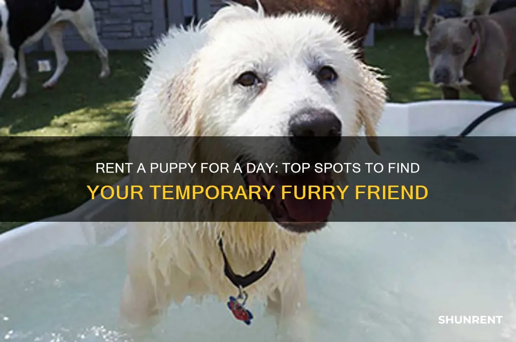 where to rent a puppy for a day