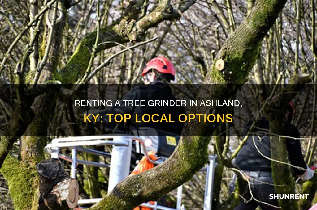 where to rent a tree grinder in ashland ky