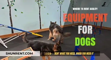 Top Spots to Rent Agility Gear for Your Active Pup