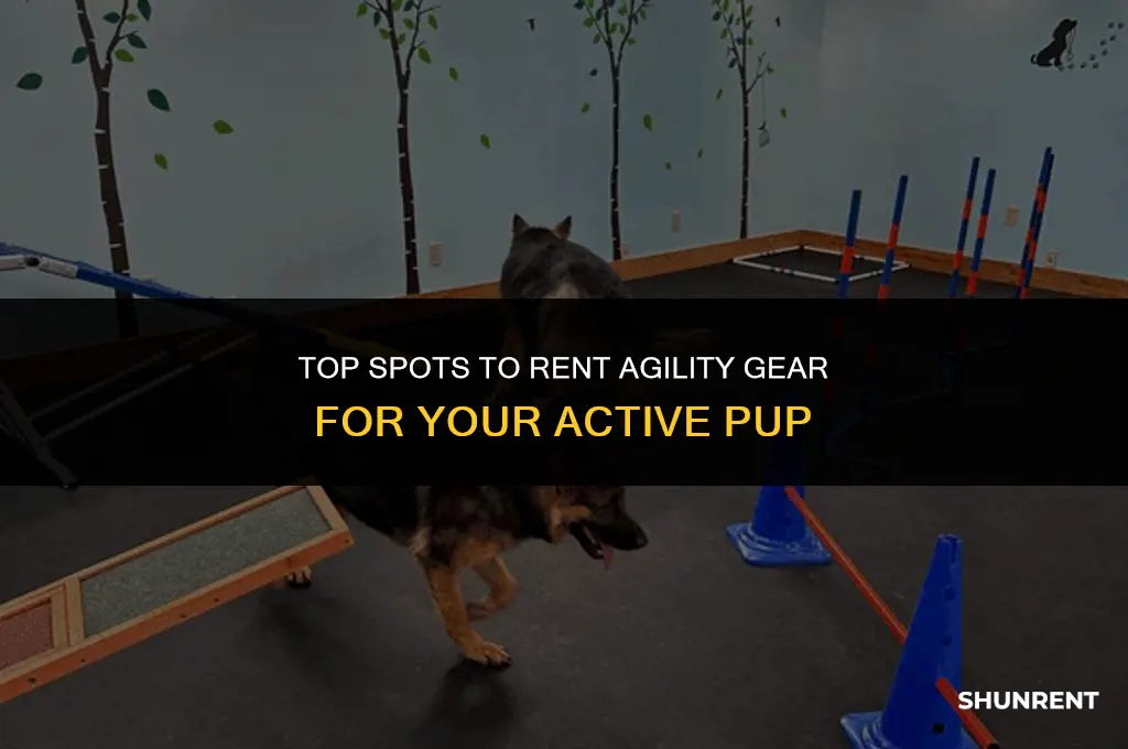 where to rent agility equipment for dogs