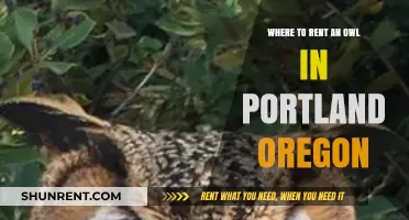 Renting Owls in Portland: Unique Experiences and Local Options