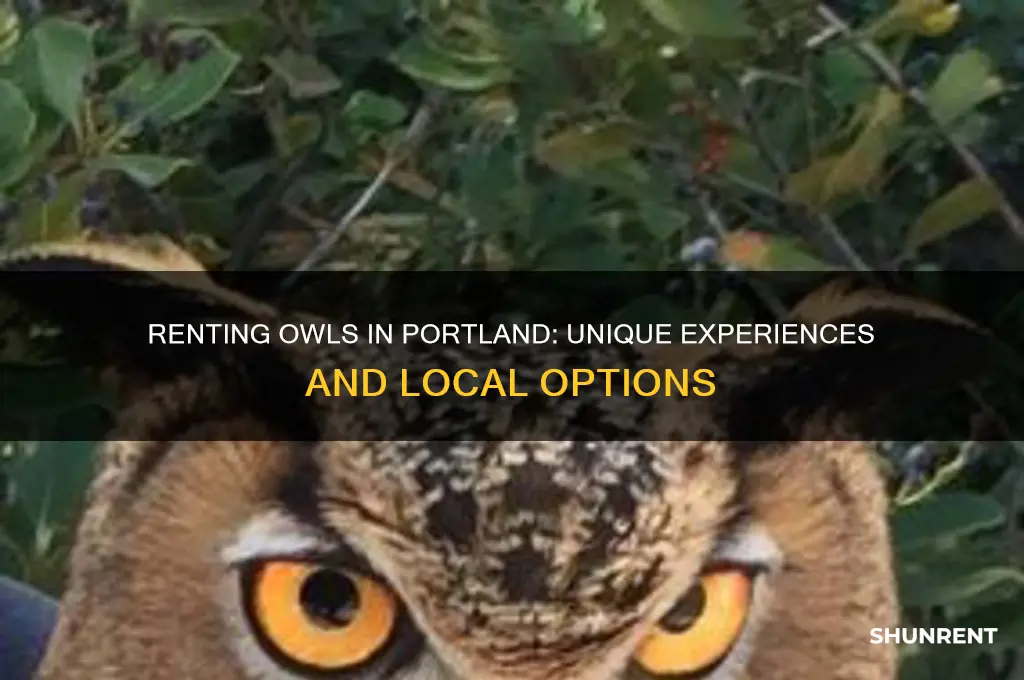 where to rent an owl in portland oregon