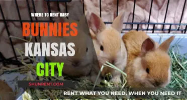 Hop into Fun: Renting Baby Bunnies in Kansas City